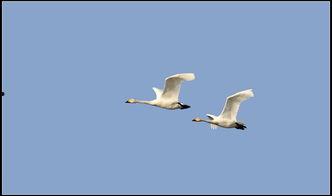 甘肅華亭小天鵝最新爆料,揭秘神秘生物的生存現狀與保護措施”