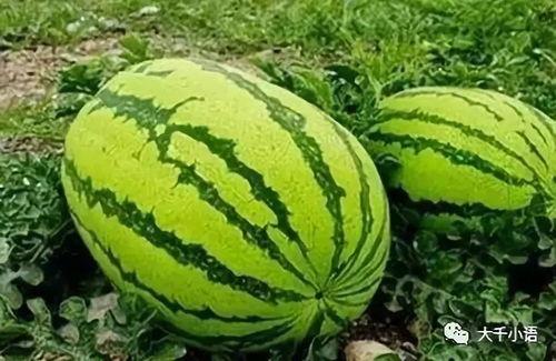 南京大瓜爆料視頻最新一期,揭秘一期驚人內(nèi)幕