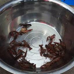 宜賓吃瓜最新事件爆料,揭秘背后驚人真相