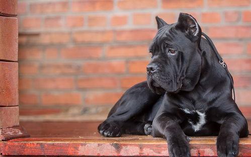 暴怒帶土最新爆料大聰明,最新爆料揭示大聰明背后的真相